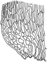 
  Weymouthia mollis. Alar cells. Drawn from T.W.N. Beckett s.n., May 1889, CHR 624130, and J. Child 1740, CHR 432785.
 Image: R.C. Wagstaff © New Zealand Institute for Bioeconomy Science Limited 2026 CC-BY 3.0 NZ
